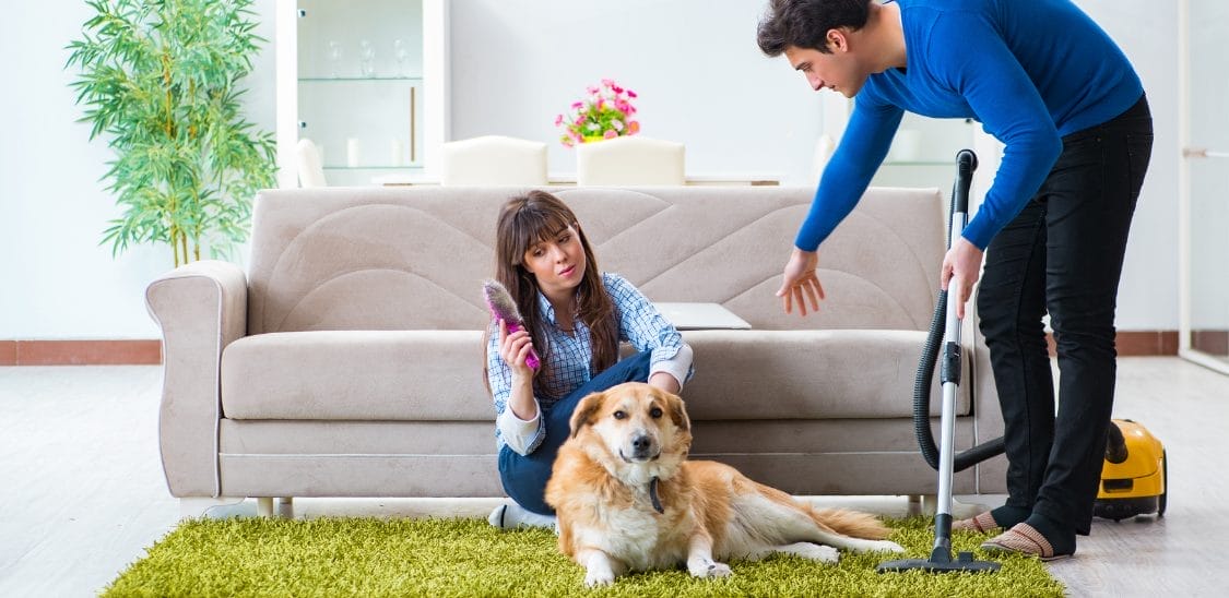 evcil köpekler için ev temizliği