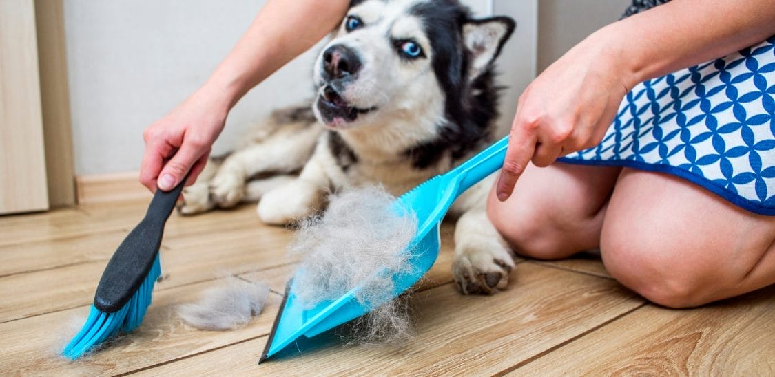 köpek sahipleri için temizlik hizmeti